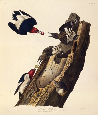 Il picchio dalla testa rossa. Da Gli uccelli d