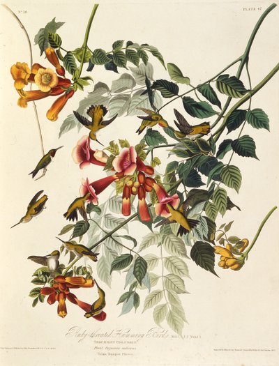 Il colibrì gola di rubino. Da The Birds of America, 1827-1838 da John James Audubon