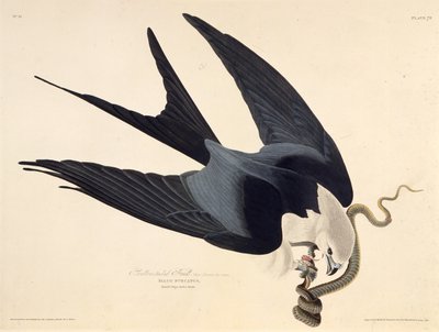 Il nibbio codalunga. Da Gli uccelli d