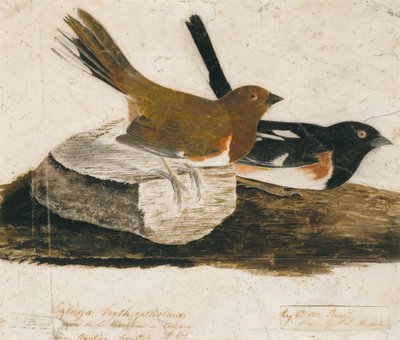 Zigolo di mare da John James Audubon