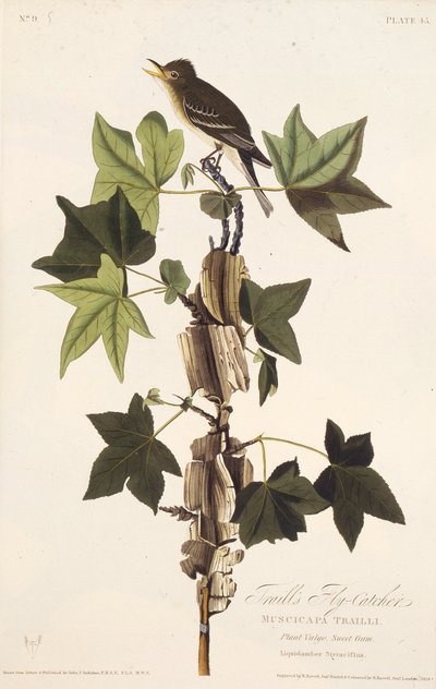Traills pigliamosche. Da Gli uccelli d