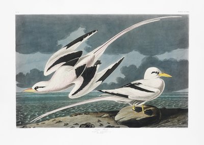  da John James Audubon