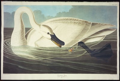 Cigno trombettiere da John James Audubon