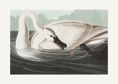  da John James Audubon