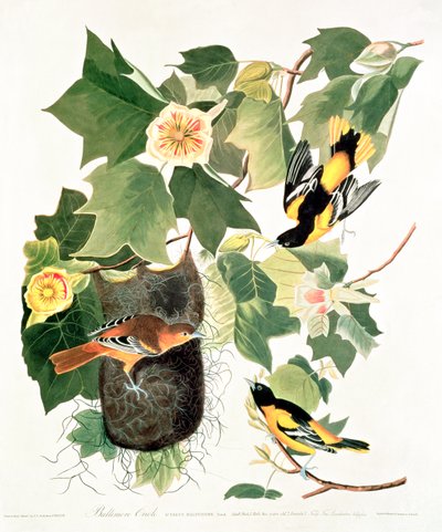 Albero dei tulipani: Liriodendron tulipifera, da 