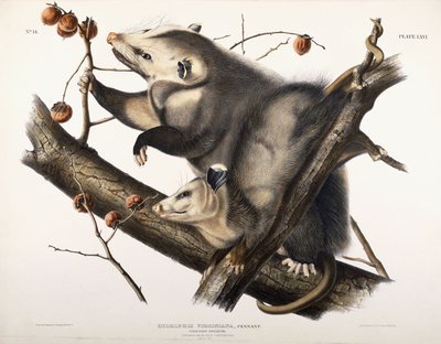 Opossum della Virginia, 1845 da John James Audubon