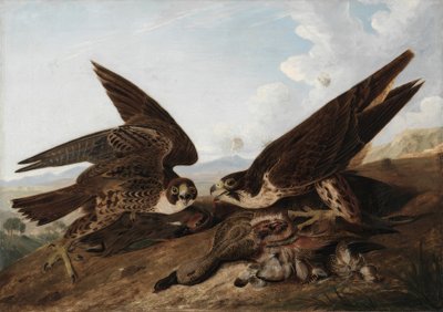 Falchi pellegrini (poiane) da John James Audubon