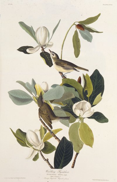 Warbling Flycatcher. Da The Birds of America da John James Audubon