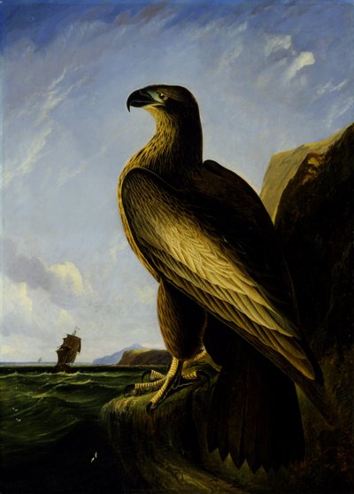 Aquila di mare di Washington da John James Audubon