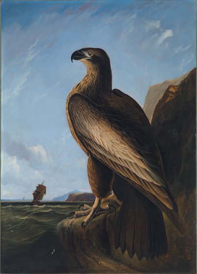 Aquila marina di Washington, ca. 1836-1839 da John James Audubon