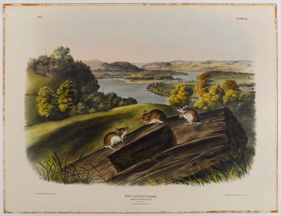 Topo piede bianco da John James Audubon