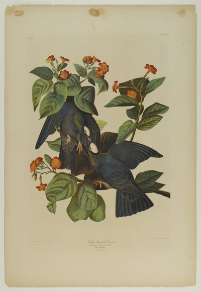 Piccione dalla testa bianca da John James Audubon