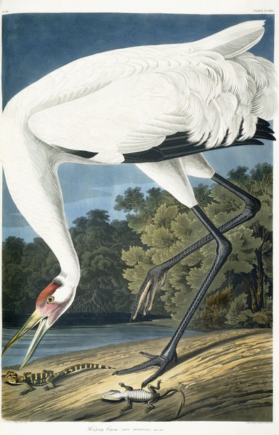 Gru americana, maschio adulto, 1834 da John James Audubon