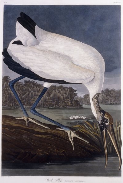 Ibis del legno da John James Audubon