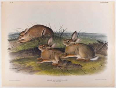 Lepre di assenzio da John James Audubon