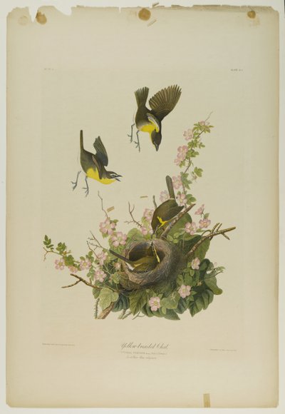 Chat dal petto giallo, stampata da Julien Bien e pubblicata da Roe Lockwood & Son, 1861 da John James Audubon