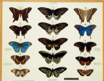 Zoologia: Piatto di farfalle dipinto su vetro da John James Audubon