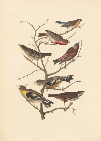 Fringuello di Lazuli da John James Audubon/ Rob Havell