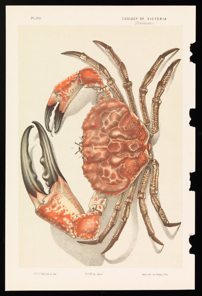 Granchio gigante della Tasmania, Pseudocarcinus gigas da John James Wild