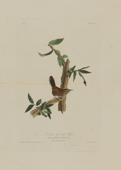 Scricciolo dalla coda lunga di Bewick, da Uccelli d