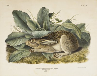 Lepre dalla coda nera da John James after Audubon