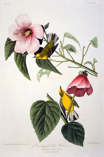 Parula dalle ali blu, da Uccelli d