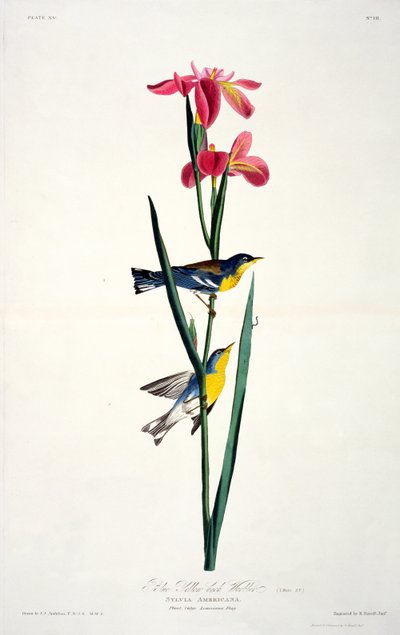 Parula dal dorso giallo-blu, da Uccelli d