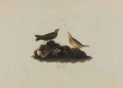 Allodola bruna, da Uccelli d