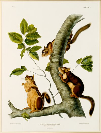 Scoiattolo Douglas, dal folio I quadrupedi vivipari del Nord America, pubblicato nel 1845, 1844 da John James after Audubon