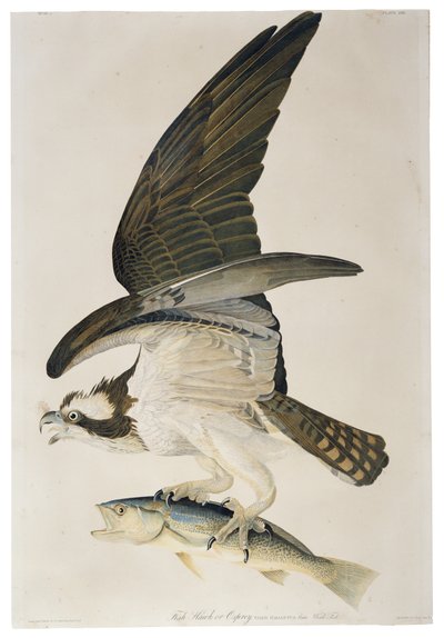 Falco pescatore o Osprey, litografia di Julius Bien, 1860 da John James after Audubon