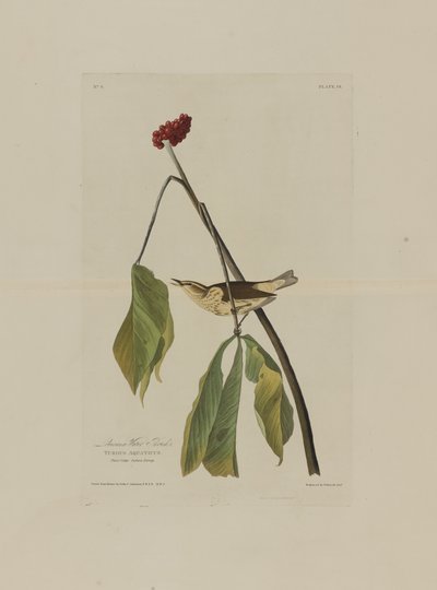Tordo acquaiolo della Louisiana, da Uccelli d