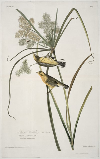 Parula delle praterie, da Uccelli d