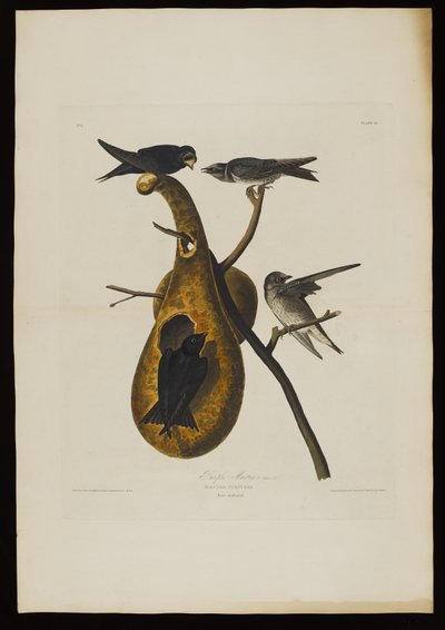 Rondine purpurea, da Uccelli d