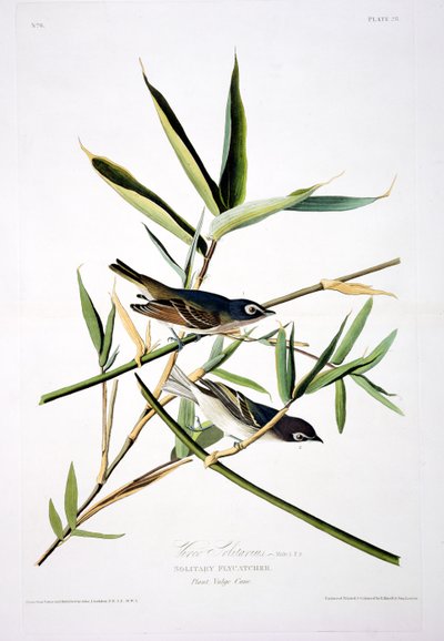 Il pigliamosche solitario, da Birds of America, inciso da Robert Havell (1793-1878) da John James after Audubon