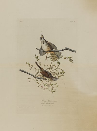 Passero canoro, da Uccelli d