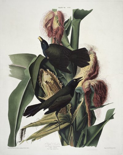 Il merlo viola, da Birds of America, inciso da Robert Havell (1793-1878) da John James after Audubon
