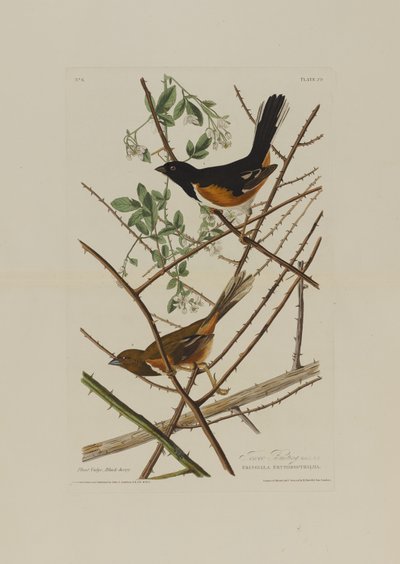 Towhe Bunting, da Uccelli d
