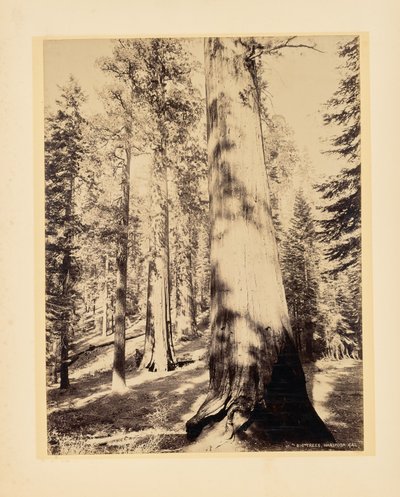 Grandi alberi, Mariposa, California da John K. Hillers