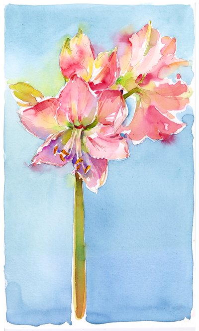 Amaryllis con sfondo acquamarina da John Keeling