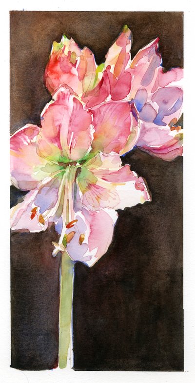 Amaryllis con sfondo marrone da John Keeling