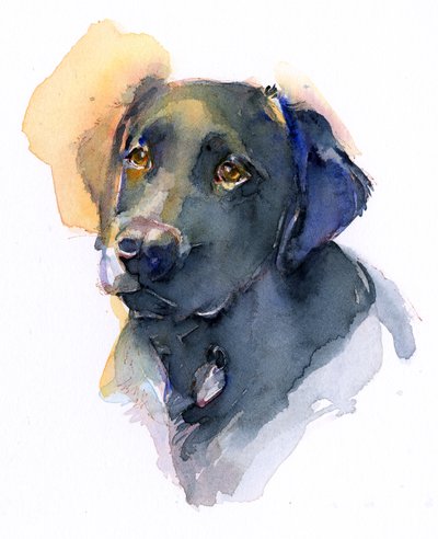 Labrador nero, 2017 da John Keeling