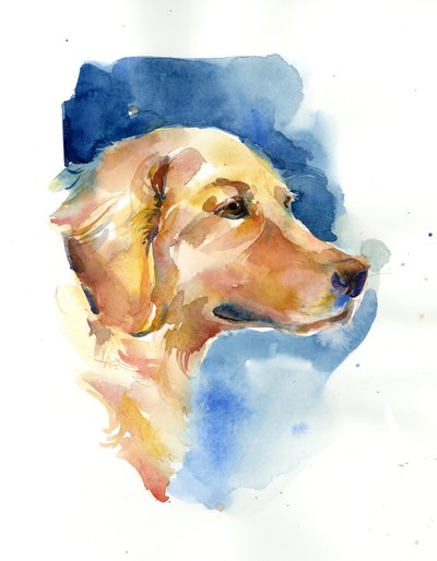 Golden Retriever da John Keeling