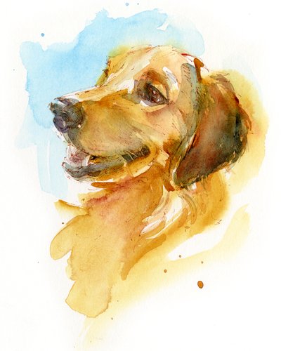 Golden Retriever, 2017 da John Keeling