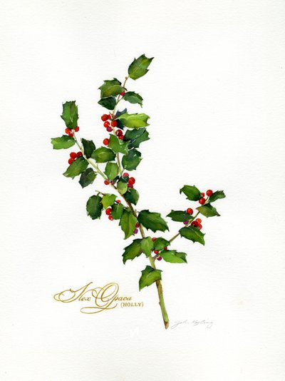 Agrifoglio botanico da John Keeling