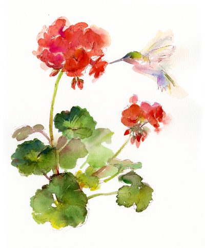 Colibrì con geranio da John Keeling