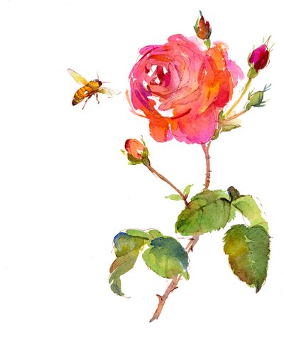 Rosa con ape da John Keeling
