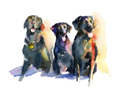 Tre Labrador neri da John Keeling