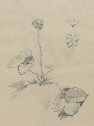 Anemone da John La Farge