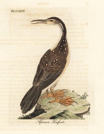 Podica africana, Podica senegalensis. Rame inciso e colorato a mano disegnato e inciso da John Latham dal suo A General History of Birds, Winchester da John Latham