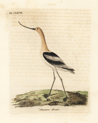 Avocetta americana, Recurvirostra americana. Incisione colorata a mano tratta da A General History of Birds di John Latham, Winchester da John Latham